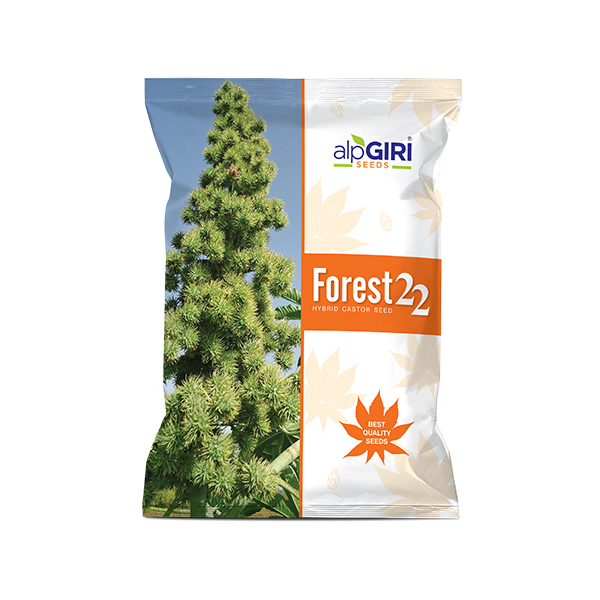Forest 22